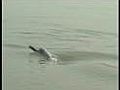 Dolphin now a National Animal for India