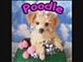 Poodle Puppies from Breeders