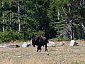 Royalty Free Stock Video HD Footage Buffalo Walking in a Field in Grand Teton National Park