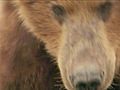 Reel Impact: Grizzly Man