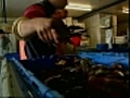 Boston Globe: Lobstermen are feeling trapped