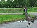 Stock Footage - The Big Bird (2006)