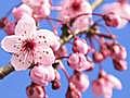 The Coolest Stuff on the Planet: Japan Cherry Blossoms