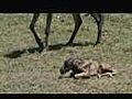 Baby Animals in Tanzania