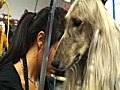 Westminster Kennel Club Dog Show: Dogs Get Glamorous Backsta