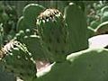 Benefits of Using the Cactus Plant