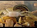 Tiger Leech vs. Freshwater Crab