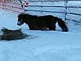 iWitness: Miniature horses in deep snow