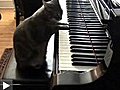 Chopin s’est réincarné en chat