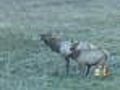 Negative Reaction To Elk Hunting In Evergreen
