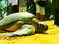 Injured Giant Turtle Released