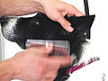 How to Comb a Dog’s Hair