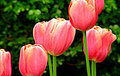 Tulips:  A welcoming sign of spring