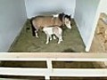 Baby mini horse gets sleepy