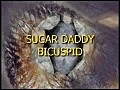 SUGAR DADDY BICUSPID