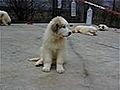 Authentiques chiots Montagne des Pyrénées Patou LOF 2 mois et demi