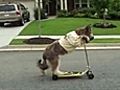 Dog learns to ride scooter