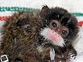 Singe_Twingy-tamarin-quelle tête!!!