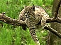 National Geographic Animals - Bring On the Bobcats