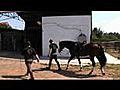 Le Haras de la chaumière - élevage de chevaux Pure Race Espagnole.