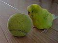 Parrot Balacing On Tennis Ball