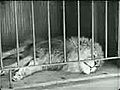 Perpétuel lion en cage