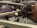 Adam talks to a buffalo