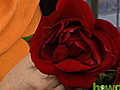 How to force roses to open