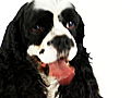 Dogs 101: Cocker Spaniel