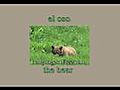 Easy Spanish Learning Spanish Animals