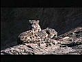 Planet Earth: Elusive Snow Leopard