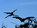 Bat Feeding Frenzy