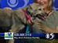 'Wynona' - 9 Month Old Female Mix #A03564004