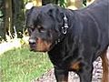 Como Educar a un Rottweiler