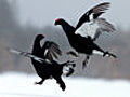 Black grouse: Scandinavia’s samurai warriors