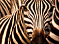 Zebras on the Move