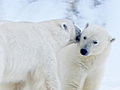 Polar Bear: Spy on the Ice: Polar Bear Courtship