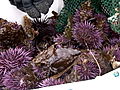 Animals: Preventing Sea Urchin Orgies