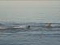 Seal Population Linked To MA Shark Sightings