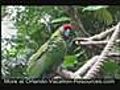 Talking Parrot at Animal Kingdom Disney