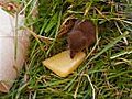 Shrew attack on Cheddar