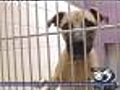 Dogs From Hurricane Ike Up For Adoption