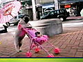 America’s Cutest Dog 2010: Pug Pushes Pink Stroller