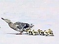 Ducklings tumble in high winds