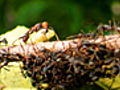 Army Ant Frenzy