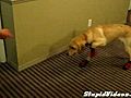 Dog Struggles To Walk With Shoes On