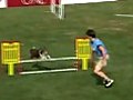 Dog Show: National Finals Small Dog Agility Course