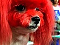 Crazy Taiwanese Pet Show