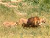 Bolivian lions on the loose