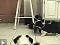 Matrix cat fight